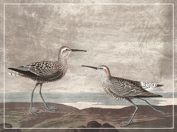 Audubon, John James 아티스트의 Gilded Sandpipers III작품입니다.