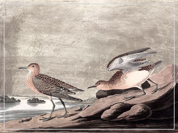 Audubon, John James 아티스트의 Gilded Sandpipers IV작품입니다.