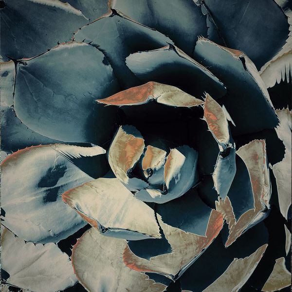 Orlov, Irena 아티스트의 Succulent in Teal II작품입니다.