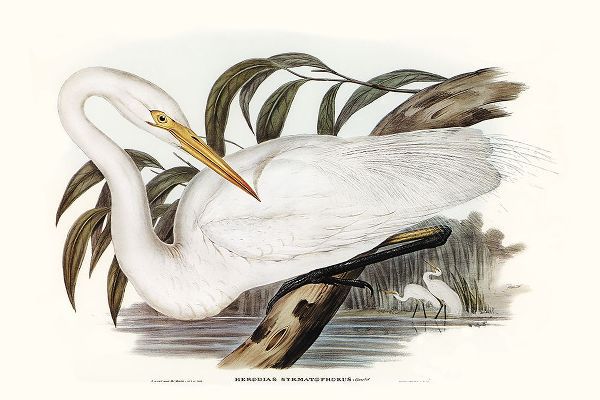 Gould, Elizabeth 아티스트의 Majestic Waterbird I작품입니다.