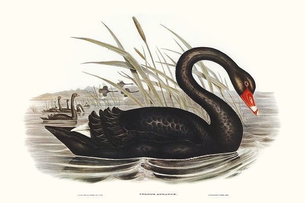 Gould, Elizabeth 아티스트의 Majestic Waterbird III작품입니다.