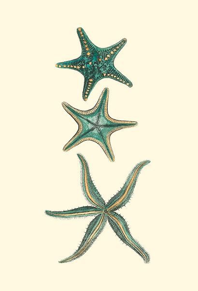 Vision Studio 아티스트의 Custom Aquamarine Starfish I작품입니다.