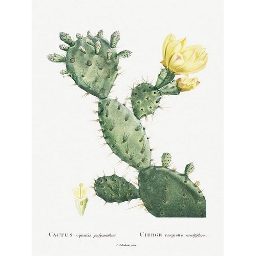 Redoute, Pierre 아티스트의 Redoute Cactus I작품입니다.