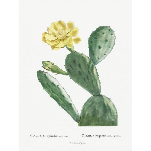 Redoute, Pierre 아티스트의 Redoute Cactus II작품입니다.