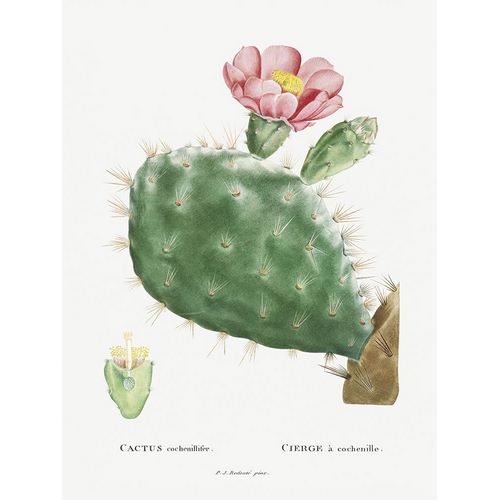 Redoute, Pierre 아티스트의 Redoute Cactus III작품입니다.
