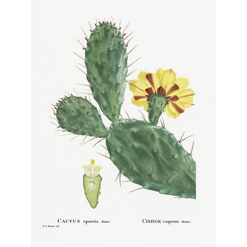 Redoute, Pierre 아티스트의 Redoute Cactus IV작품입니다.