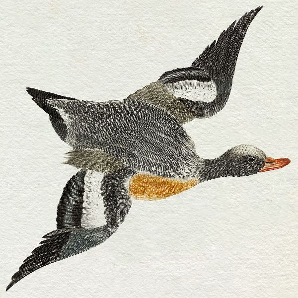 Teyler, Johan 아티스트의 Flying Ducks I작품입니다.