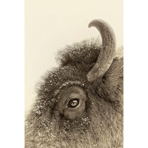 Drost, David 아티스트의 Buffalo Eye and Snow작품입니다.
