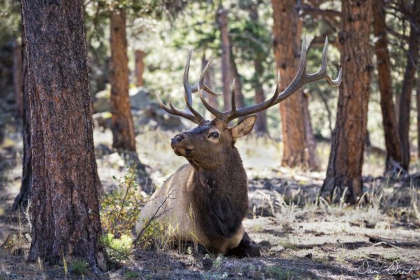 Drost, David 아티스트의 Elk in the Woods작품입니다.