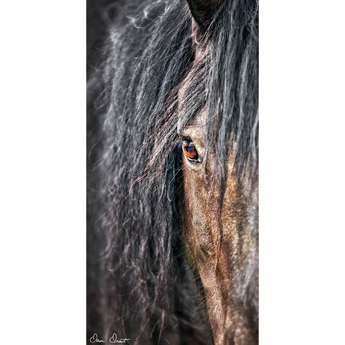 Drost, David 아티스트의 Grey Horse Mane작품입니다.