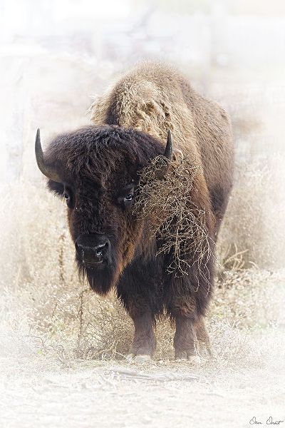 Drost, David 아티스트의 Standing Buffalo II작품입니다.