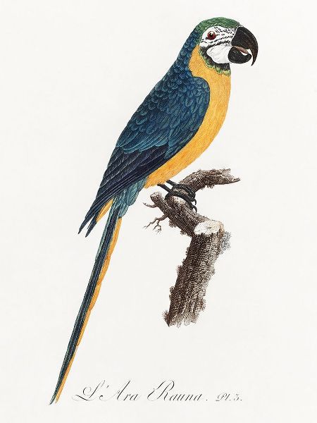 Levaillant, Francois 아티스트의 Levaillant Parrot I작품입니다.