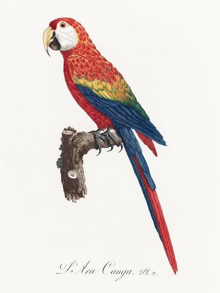 Levaillant, Francois 아티스트의 Levaillant Parrot II작품입니다.