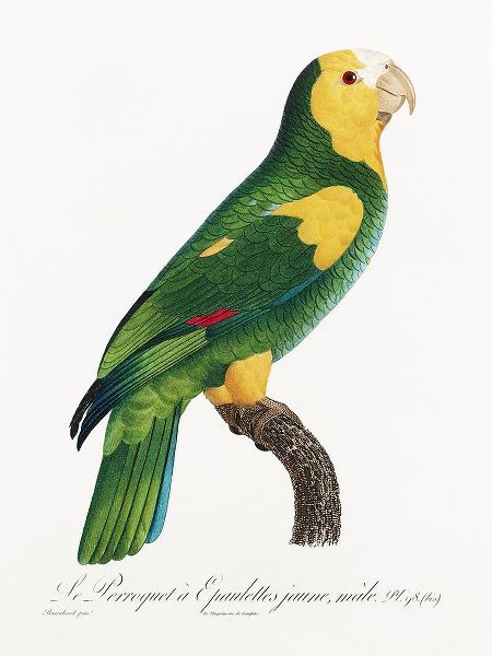 Levaillant, Francois 아티스트의 Levaillant Parrot III작품입니다.