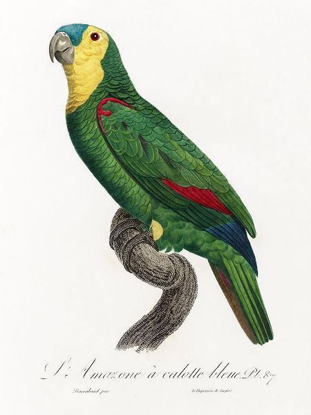 Levaillant, Francois 아티스트의 Levaillant Parrot IV작품입니다.