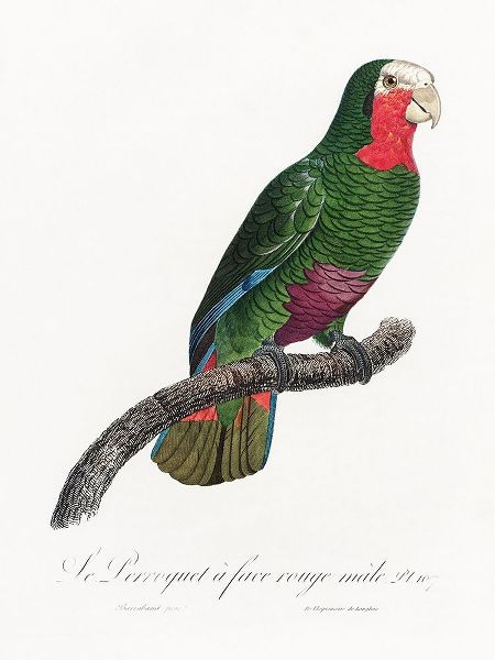 Levaillant, Francois 아티스트의 Levaillant Parrot V작품입니다.