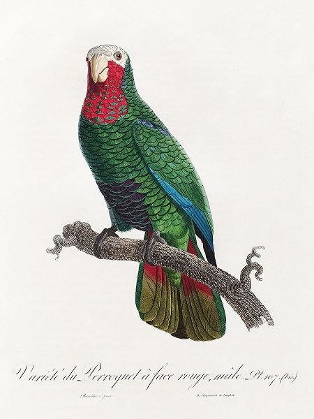 Levaillant, Francois 아티스트의 Levaillant Parrot VI작품입니다.