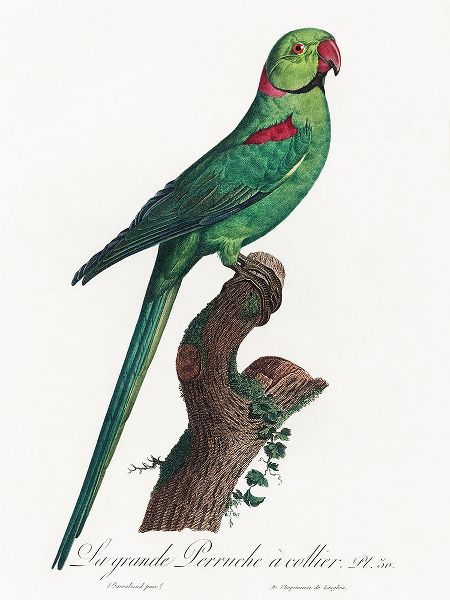 Levaillant, Francois 아티스트의 Levaillant Parrot VII작품입니다.