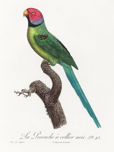 Levaillant, Francois 아티스트의 Levaillant Parrot VIII작품입니다.