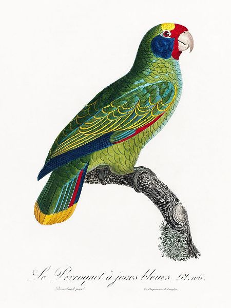 Levaillant, Francois 아티스트의 Levaillant Parrot IX작품입니다.