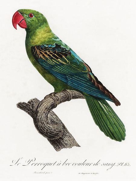 Levaillant, Francois 아티스트의 Levaillant Parrot X작품입니다.