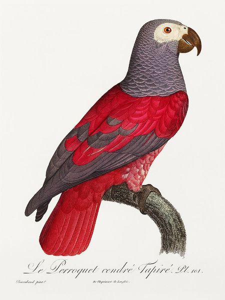 Levaillant, Francois 아티스트의 Levaillant Parrot XI작품입니다.