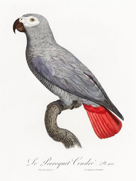 Levaillant, Francois 아티스트의 Levaillant Parrot XII작품입니다.