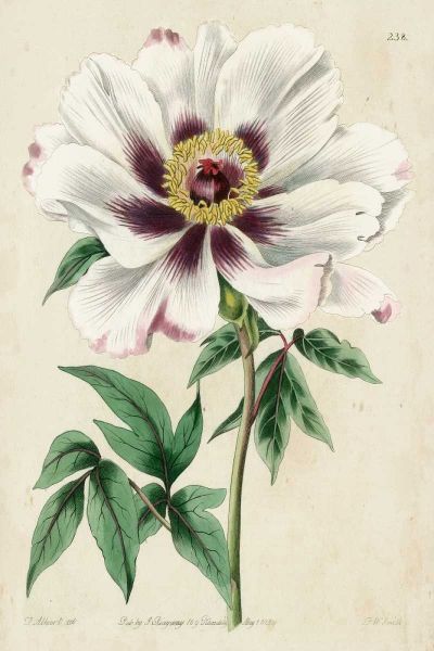 Imperial Floral II