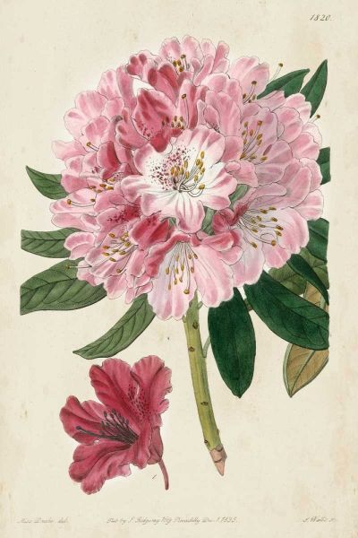 Imperial Floral III