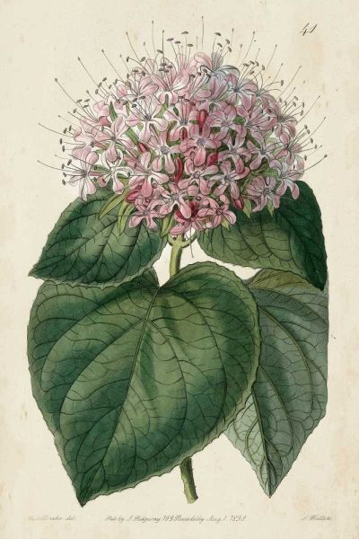 Imperial Floral IV
