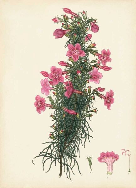 Splendors of Botany XII