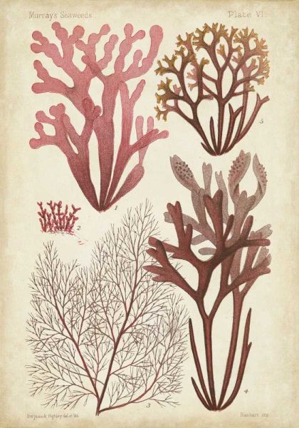 Seaweed Specimen in Coral II