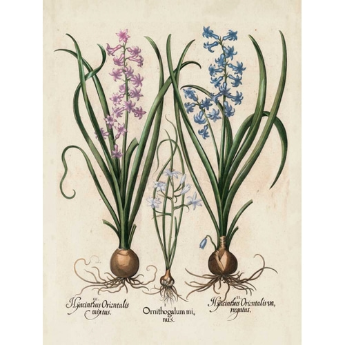 Besler Hyacinth I