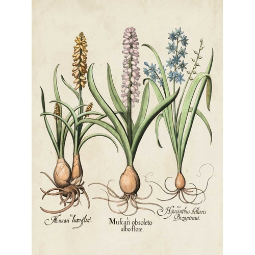 Besler Hyacinth II