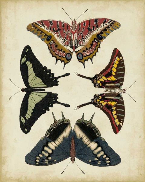 Display of Butterflies II