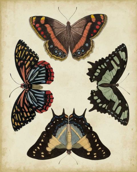 Display of Butterflies IV