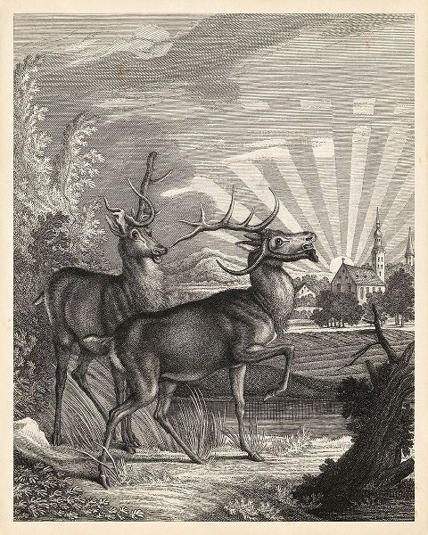 Woodland Deer V