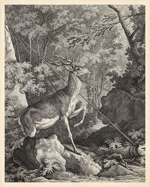 Woodland Deer VII
