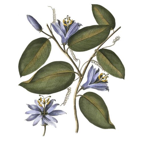 Lavender Floral III