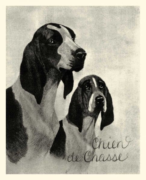 B and W Chien de Chasse
