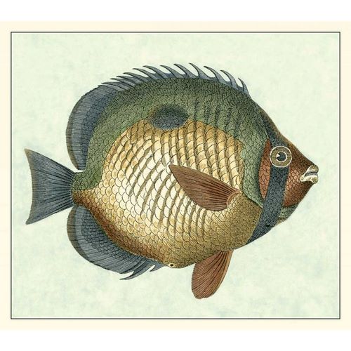 Butterfly Fish I