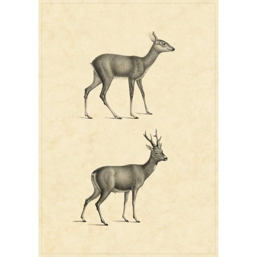 Vintage Deer I