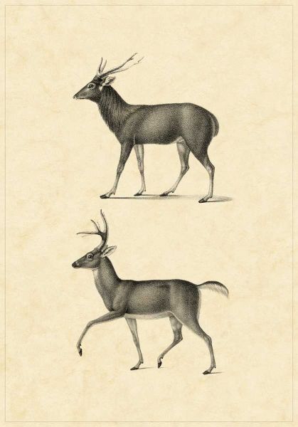 Vintage Deer II