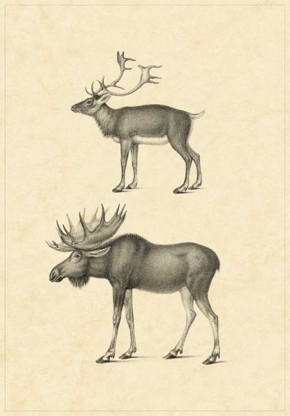 Vintage Elk