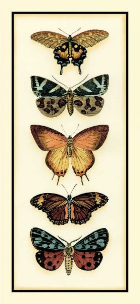 Butterfly Collector V