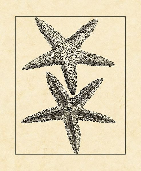 AntiqueandDeckle Vintage Starfish I