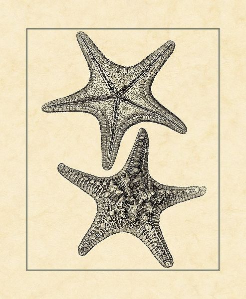 AntiqueandDeckle Vintage Starfish II