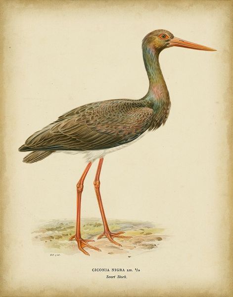 Non-embellished Vintage Heron I