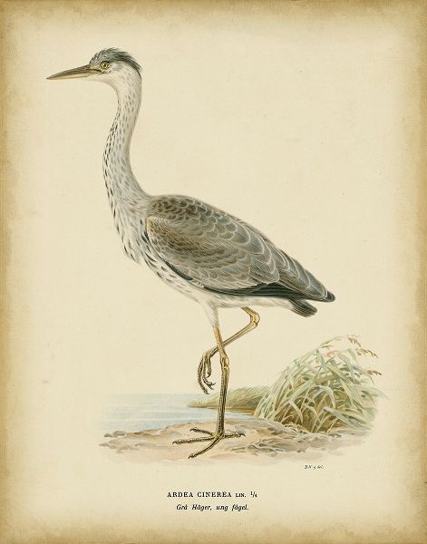 Non-embellished Vintage Heron II