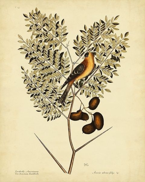 Catesby American Goldfinch  Pl. T43